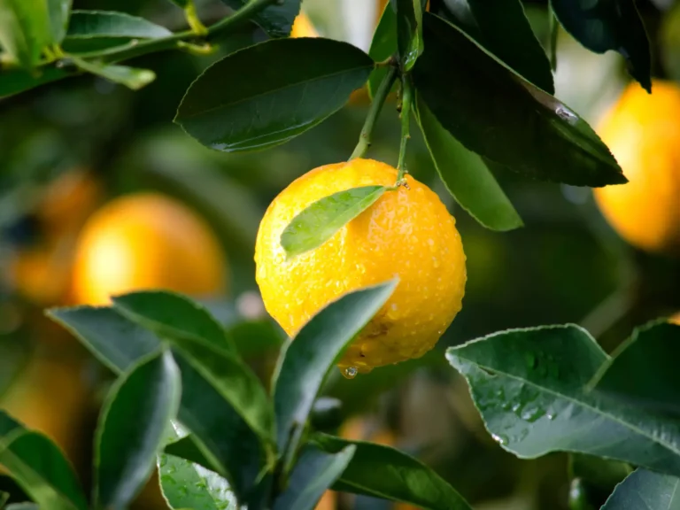 Lemon tree - citrus fertilizer