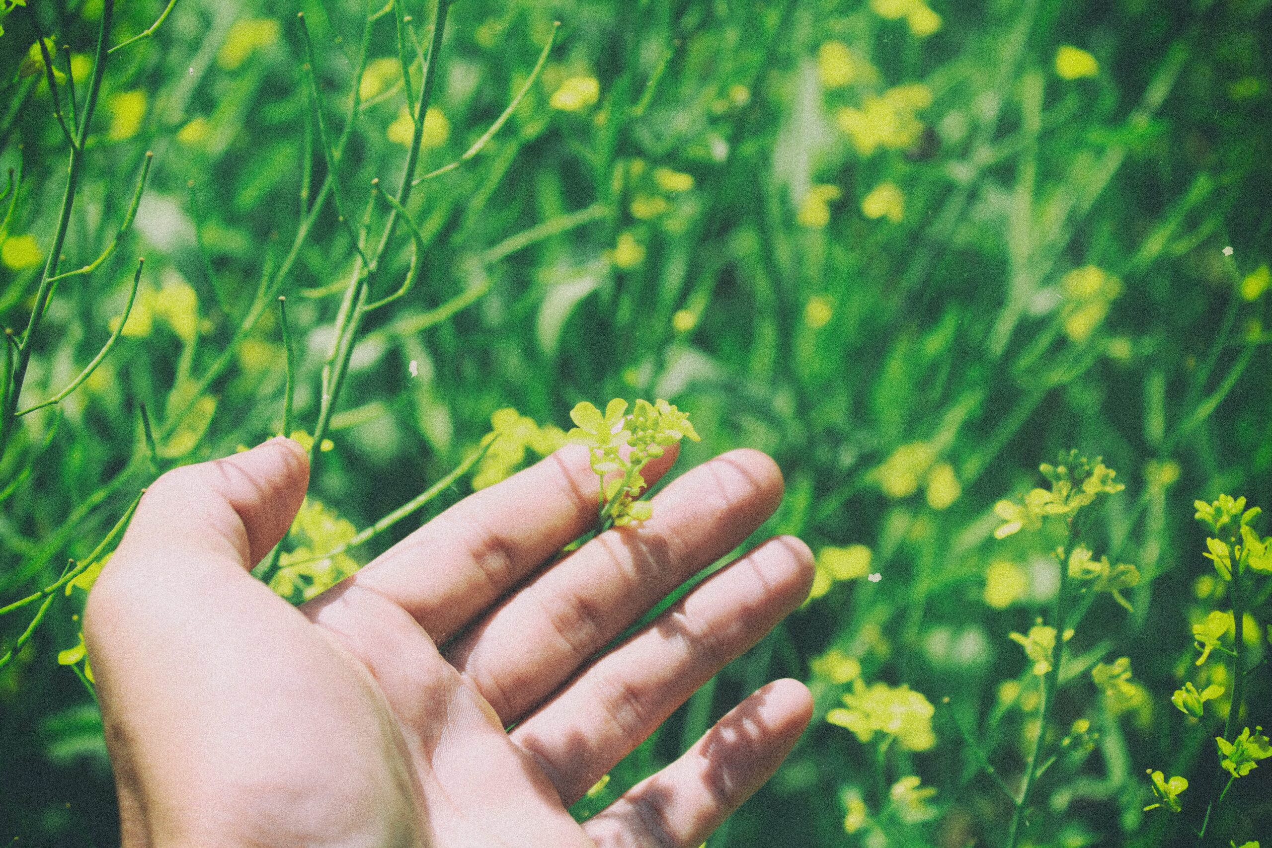 Hånd i blomstereng - flydende gødning