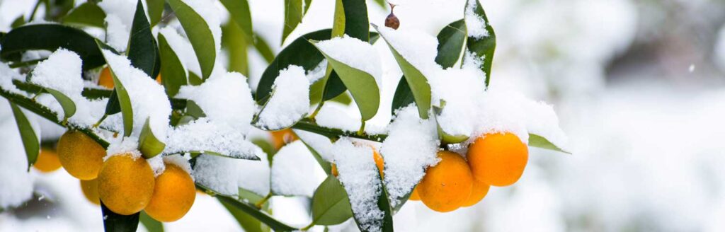 wintering citrus