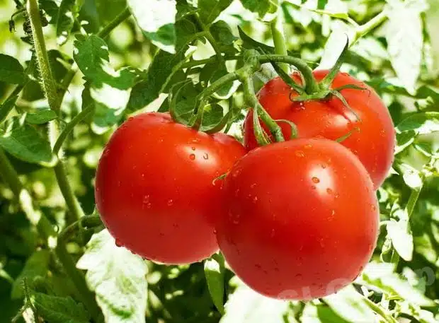 Tomatenpflanze mit Früchten