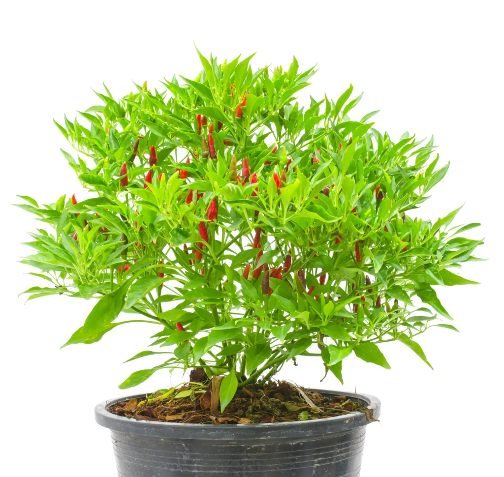 chili plante scaled