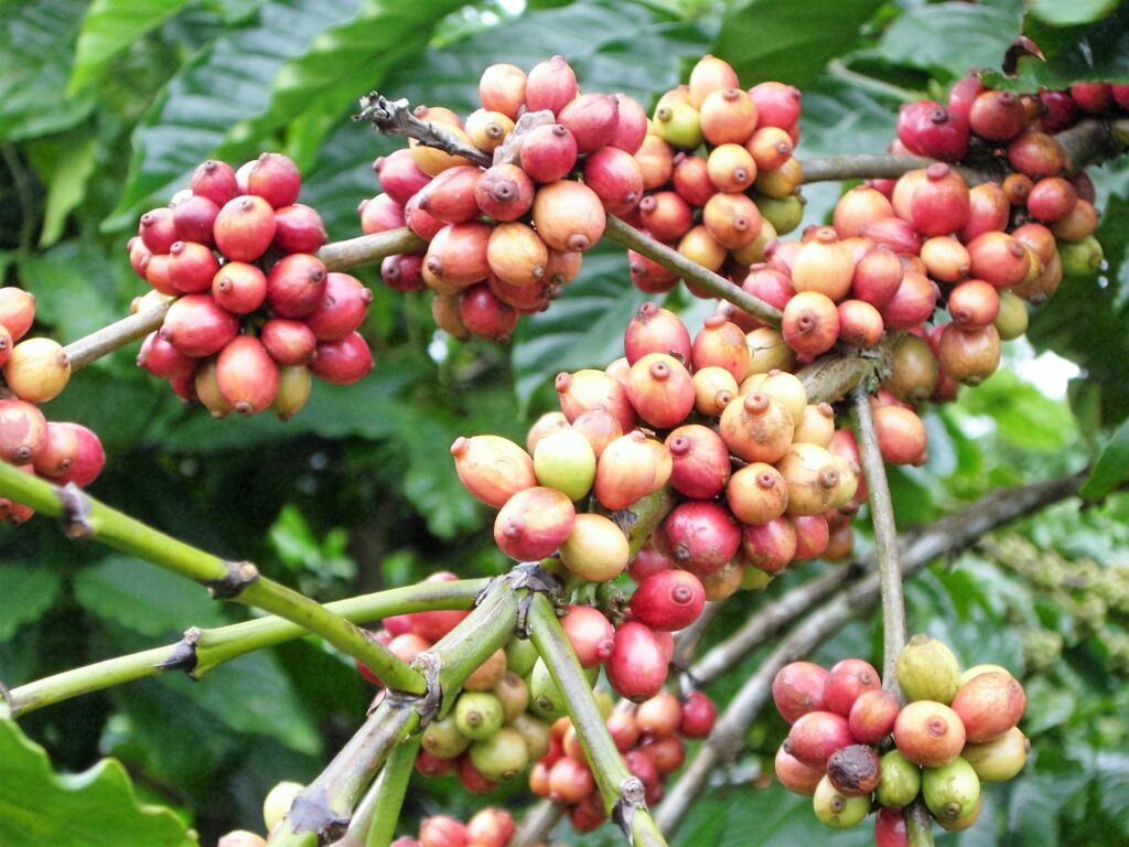 tree coffee plant fruit flower coffee bean 491557 pxhere.com