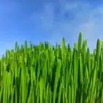 Wheatgrass seed