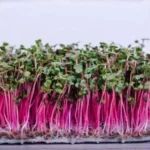 Øko rød radise microgreen