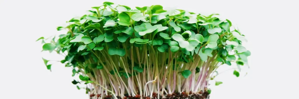 microgreens plant