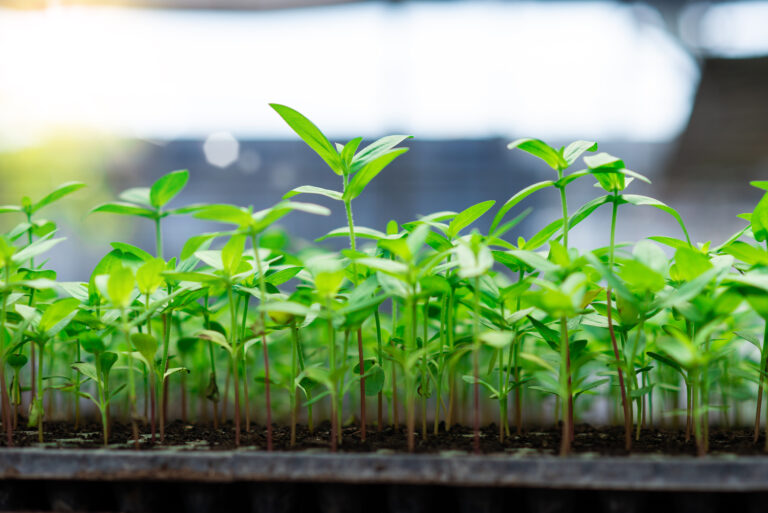 Mikrogrønt, Microgreen, PlanteSpire, frøspire