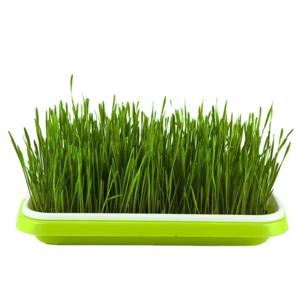 Microgreen sprout tray