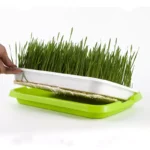 Microgreen sprout tray