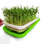 Mikrogrønt, Microgreen, PlanteSpire, frøspire