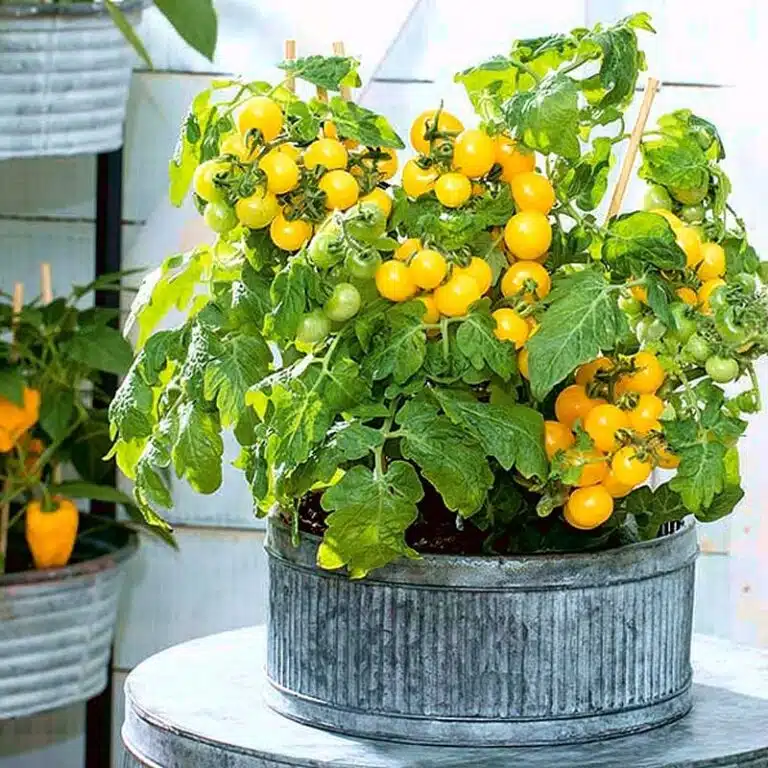 Aztek gelbe Zwerg-Tomate für den Balkonanbau Cherry-Tomaten-Samen