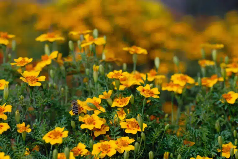 Dyrk Tagetes