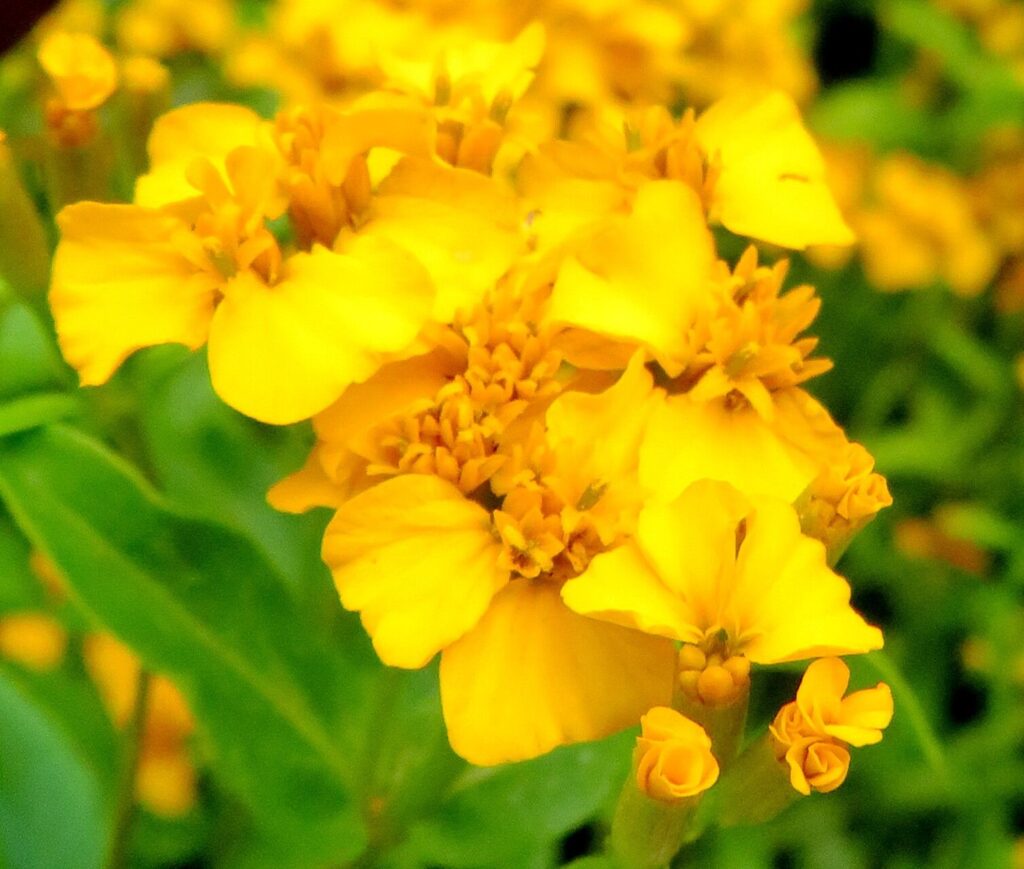 tagetes2