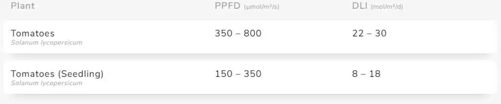 DLI och PPFD för tomater, förgroddning och odling