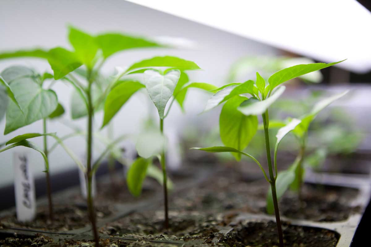 Grolys til forspiring – PPFD, afstand og lystid 1 Frøplanter under grolys ved forspiring