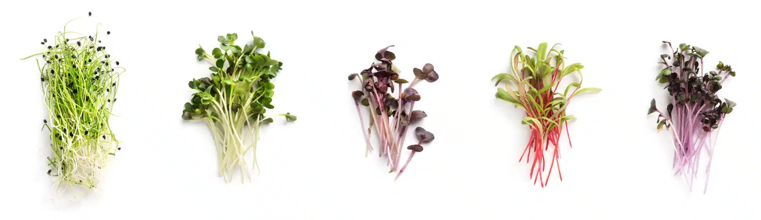 microgreen mikrogroent