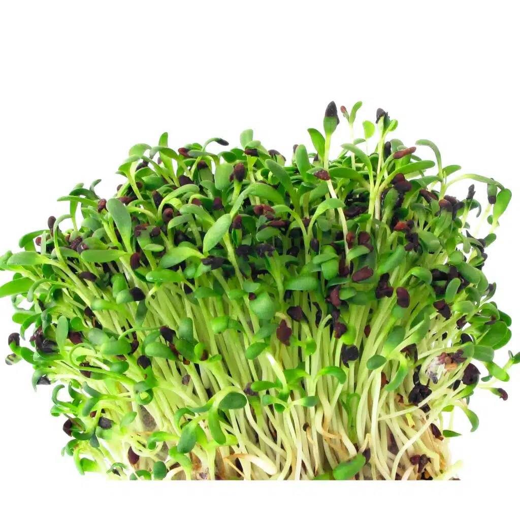 Organic Lucerne microgreens