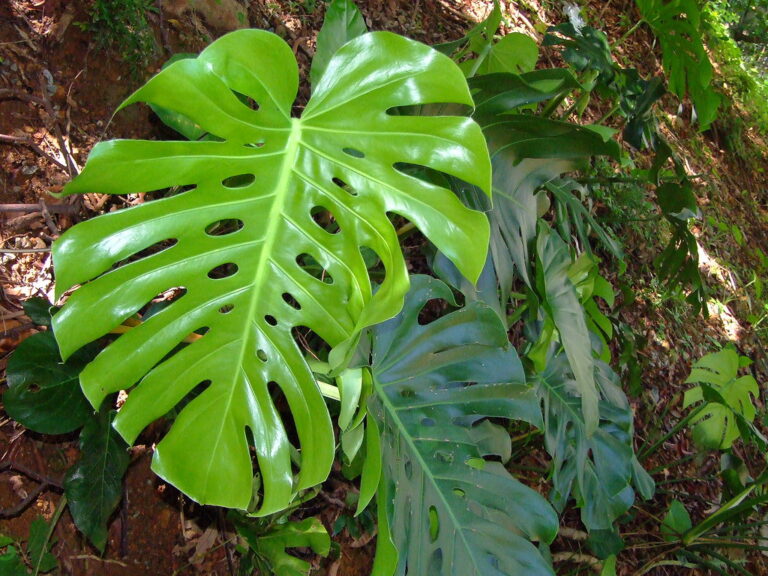 Ta hand om Monstera deliciosa