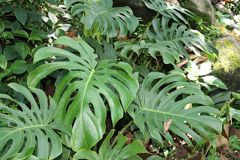 Monstera deliciosa