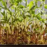 Mung beans microgreens