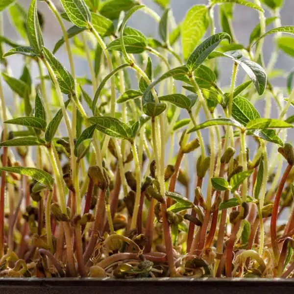 Mung beans microgreens