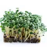 Organic White Mustard microgreens