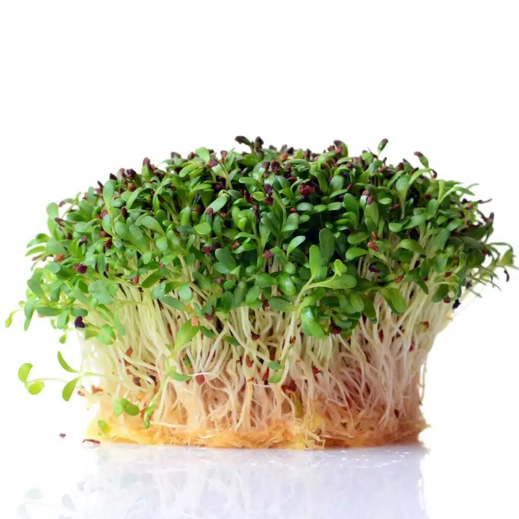 Organic Alfalfa Seeds