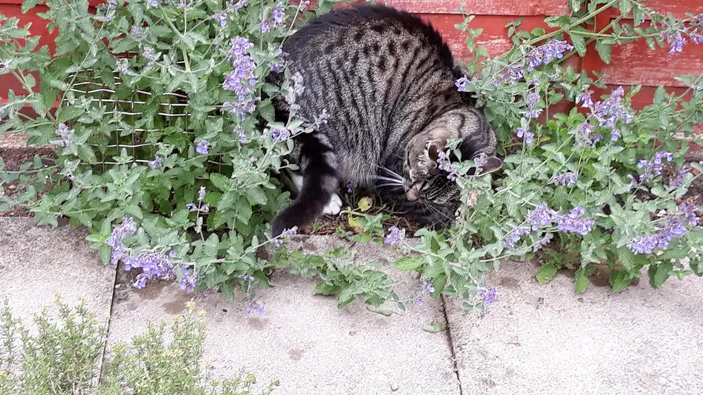 katteurt, kattemint, catnip, katte elsker den