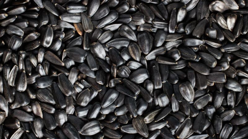 sunflower seeds black