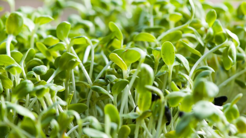 sunflower sprout