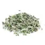 Organic White Mustard sprout