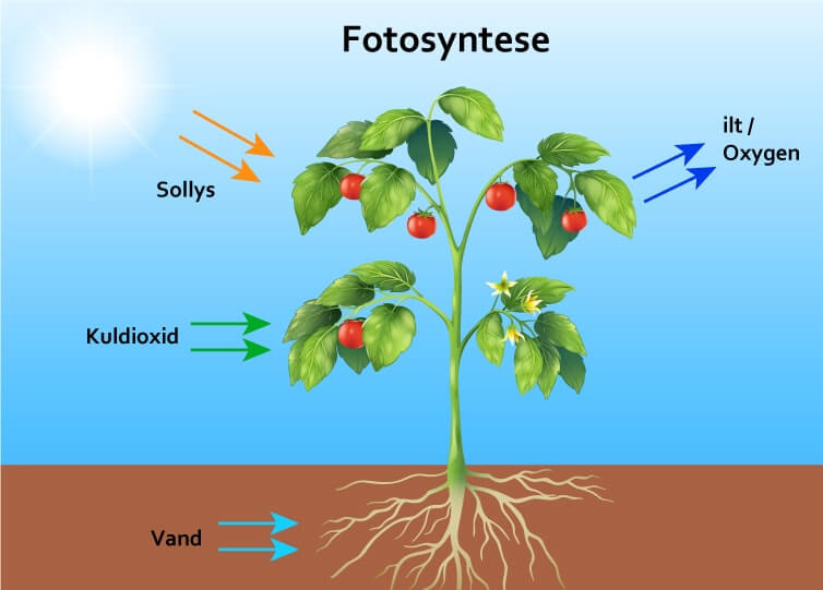 Fotosyntesen min