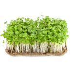 Rucola-Microgreens