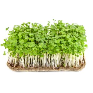 Växtbelysning 41 Ruccola microgreens