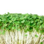 Rucola-Microgreens