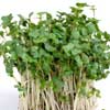 microgreens