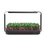 Microgreen vegetable garden with lights and radish sprouts