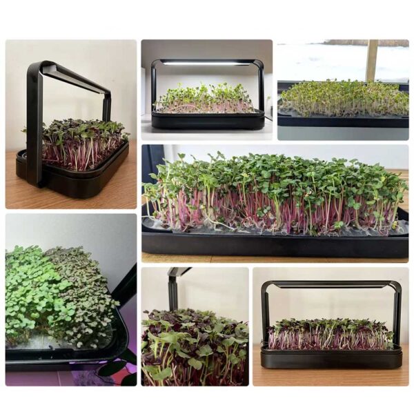 Grow microgreens indoors