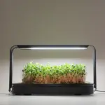 Microgreen Garden with microgreens and grow lights