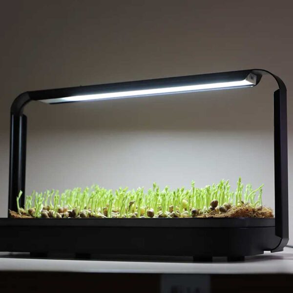 Ærte mikrogrønt i microgreen garden