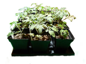 Sowing trays