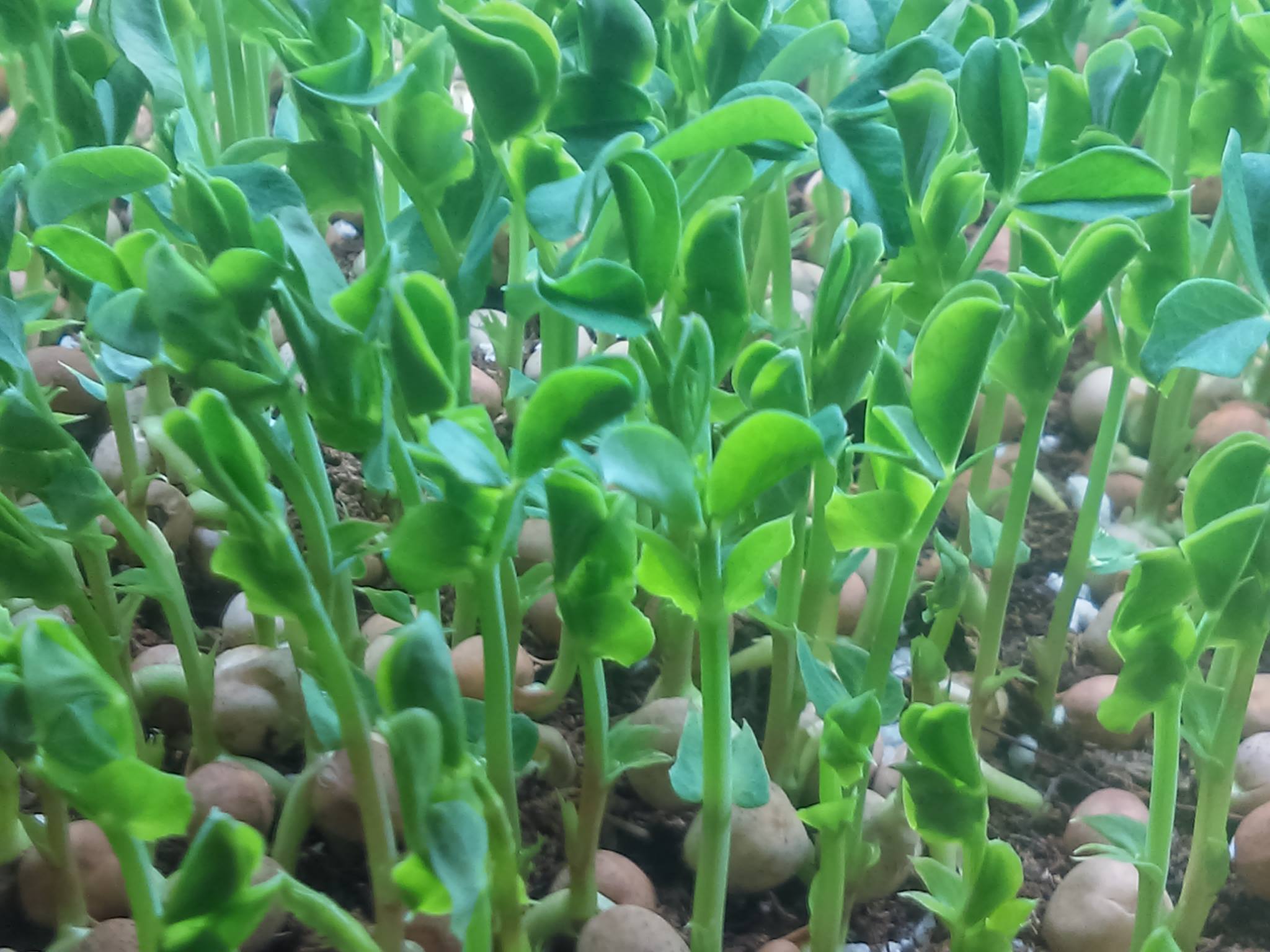 Mikrogrønnsaker – de sunne plantene 39 Mikrogrønnsaker
