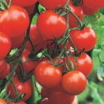 Red raspberry tomatoes