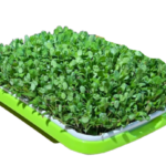 Fenugreek seeds sprouted with tray