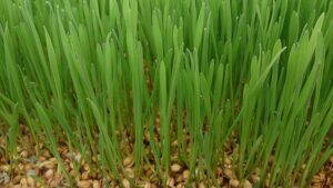 Wheatgrass Triticum aestivum