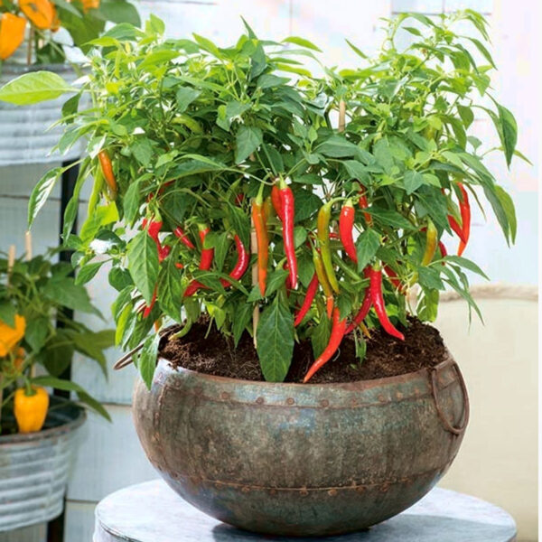 Hot pepper Chili – til balkon- og potte