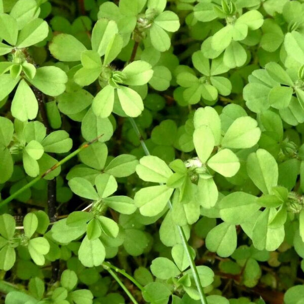 fenugreek seeds