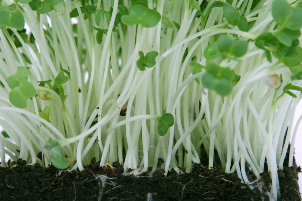 alfalfa sprouts 2