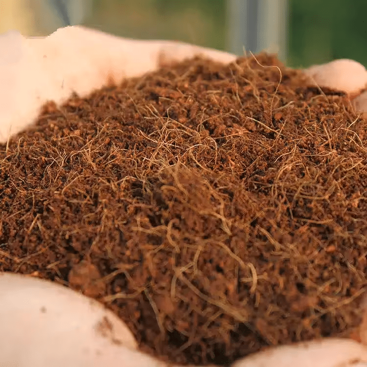 coconut mould-coconut soil