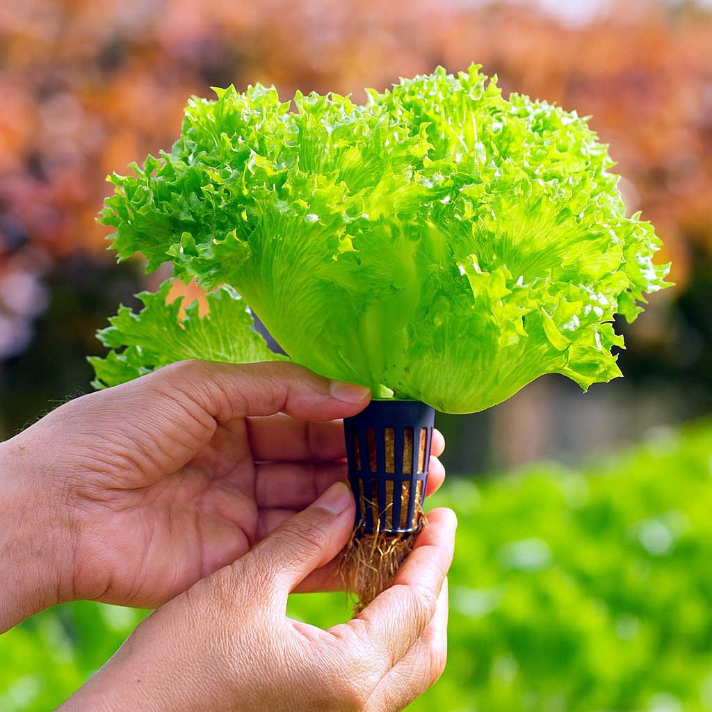 Grolys og plantevekst blogg 306 Dyrk salat i hydroponiske nettpotter