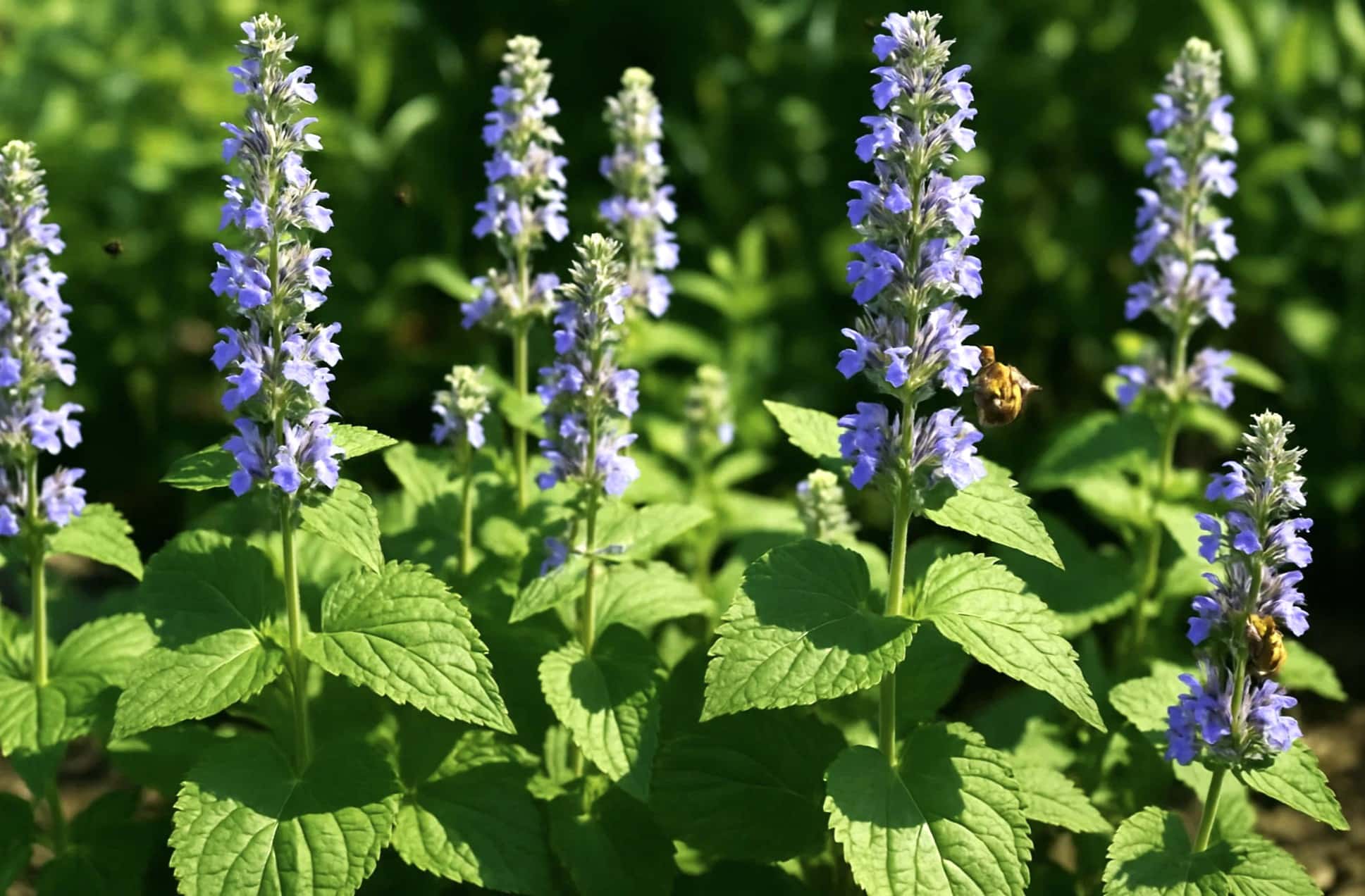 Kattmynta & kattmynta - Tips för egen odling i trädgården 5 Nepeta subsessilis kattmynta med stora blad och långa blomställningar i rabatter
